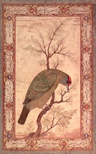 En barbeten (blåstrupig fågel från Himalaya) Jahangir-period, mogul, 1615